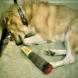 Paw Cigar