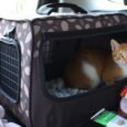 Should I cover my cat's carrier when traveling?